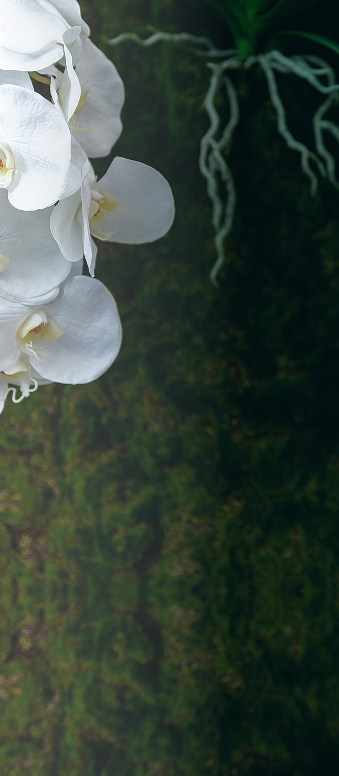 White orchids against a dark green background.