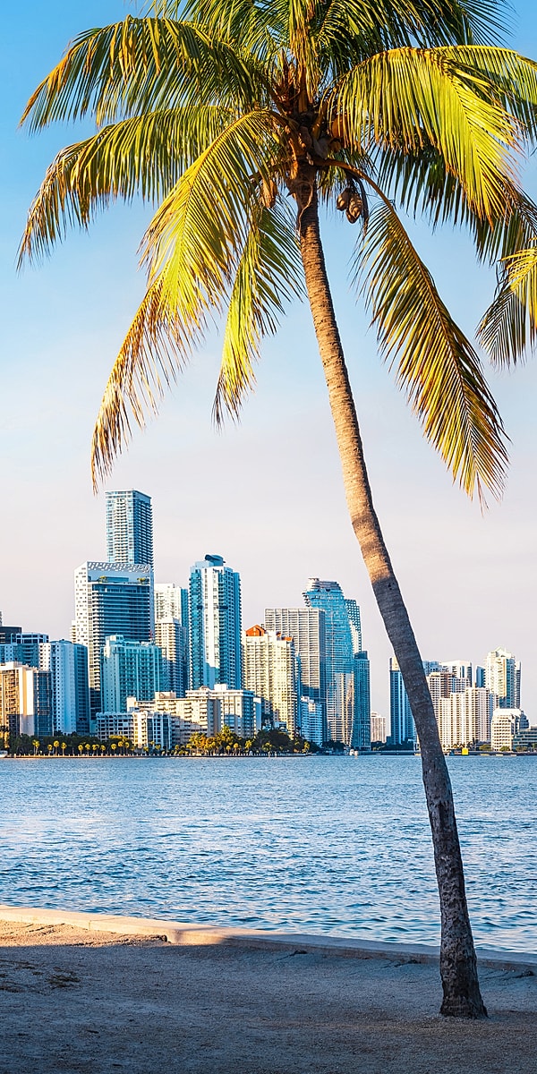 Palm tree with city skyline and water view.
